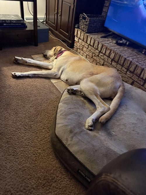 LUNA MAE - Great Dane / Great Pyrenees available for adoption