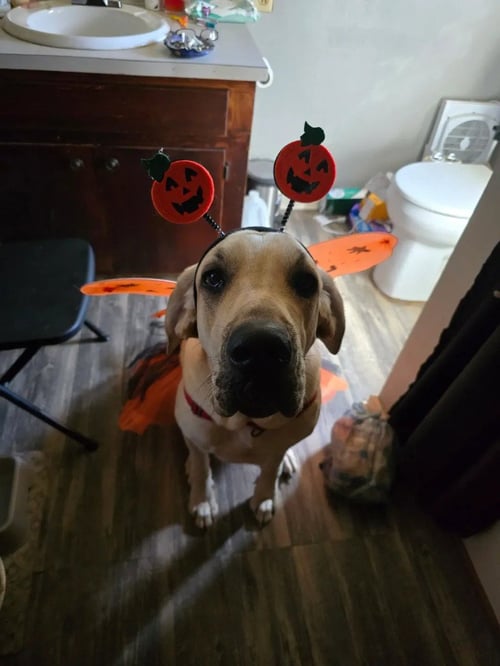 LUNA MAE - Great Dane / Great Pyrenees available for adoption