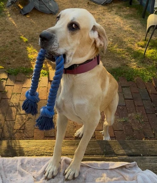 LUNA MAE - Great Dane / Great Pyrenees available for adoption