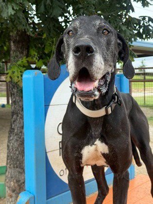 BO - Great Dane available for adoption