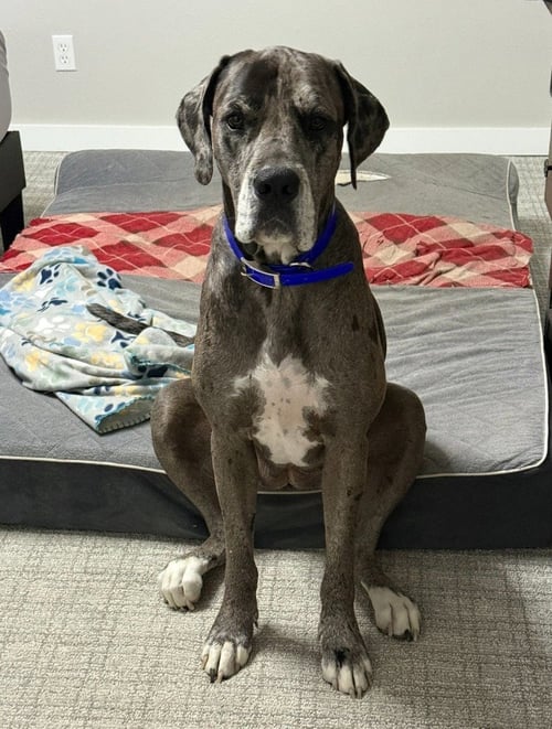 ATHENA - Great Dane available for adoption