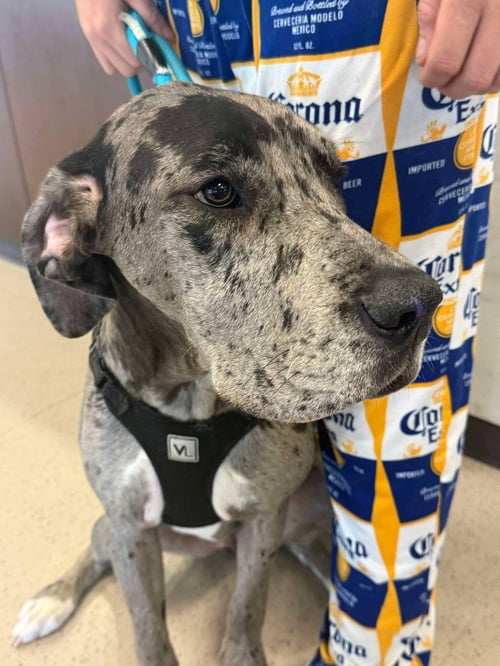 ATHENA - Great Dane available for adoption