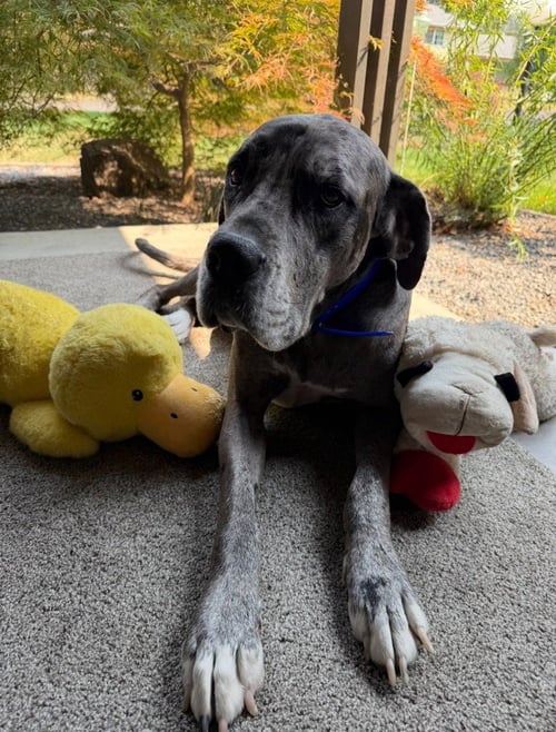 ATHENA - Great Dane available for adoption