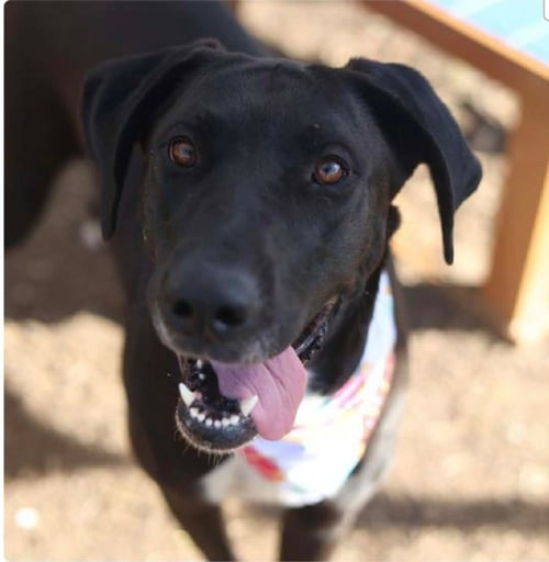 MOLLY - Great Dane / Labrador Retriever available for adoption