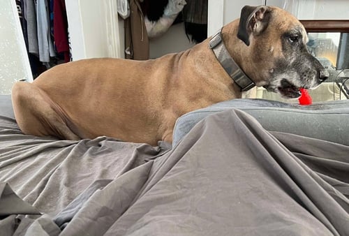 BRUNO - Great Dane available for adoption