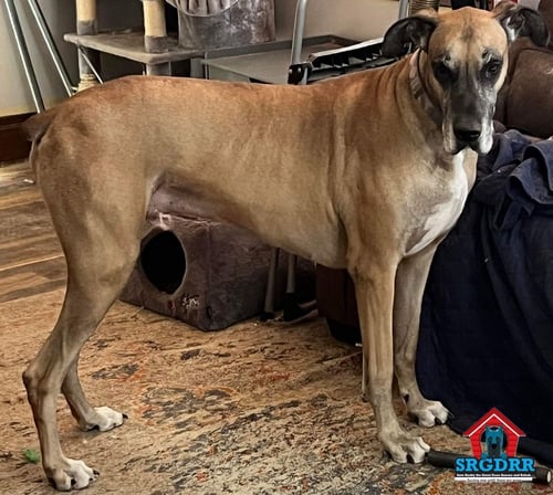 BRUNO - Great Dane available for adoption