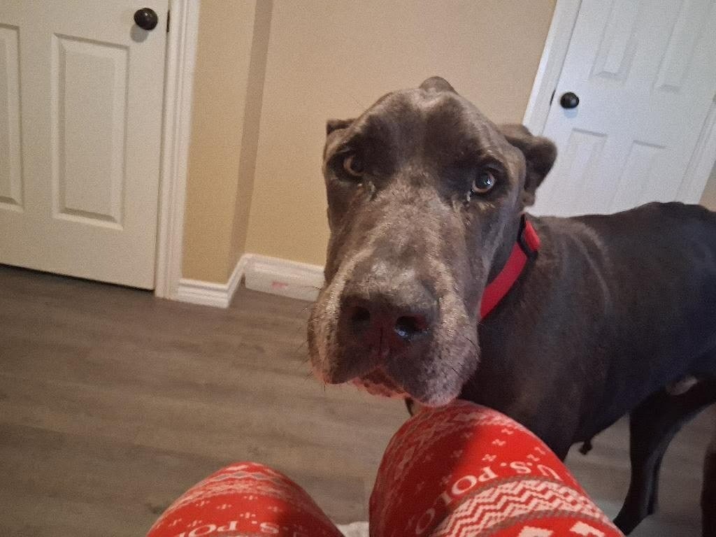 OZZY - Great Dane available for adoption