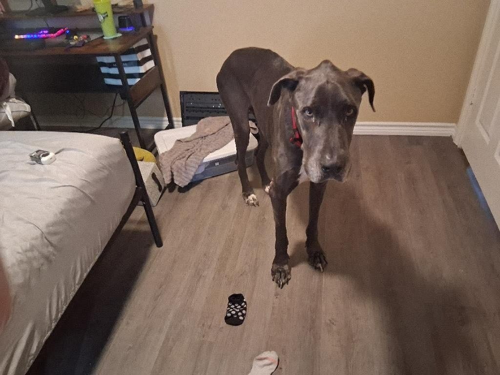 OZZY - Great Dane available for adoption