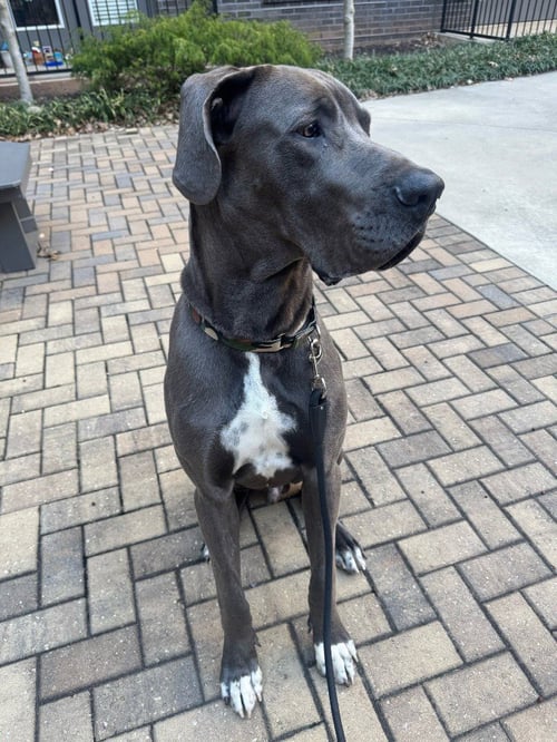BRUCE - Great Dane available for adoption