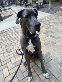 Bruce - Photo 4