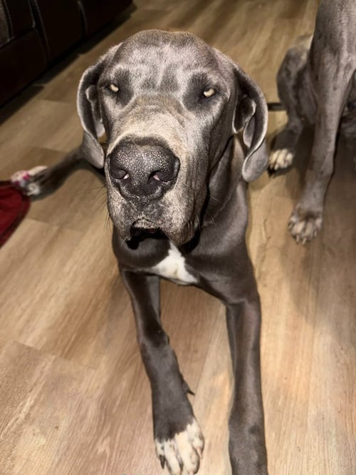 BRUCE - Great Dane available for adoption