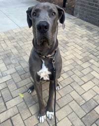 Bruce - Photo 3