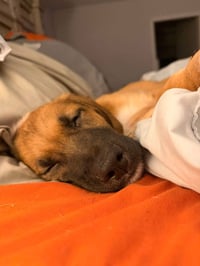 Roo - Photo 4