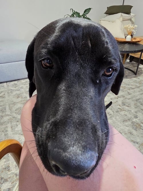 MR. BANE - Cane Corso Mastiff / Great Dane available for adoption