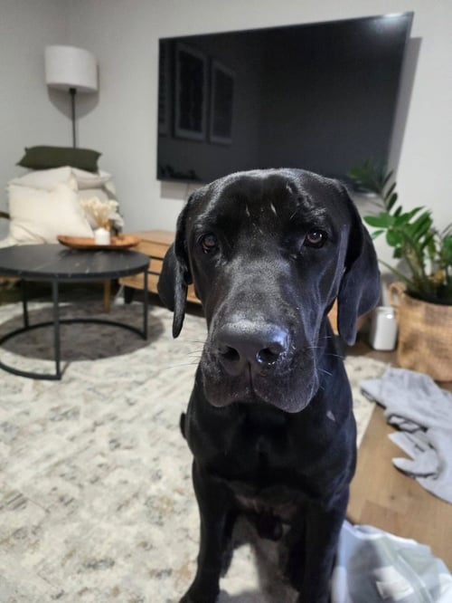 MR. BANE - Cane Corso Mastiff / Great Dane available for adoption