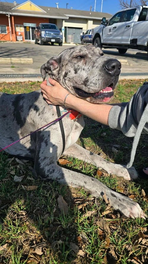 DEEDEE - Great Dane available for adoption