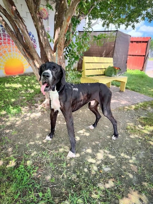 HANK - Great Dane available for adoption