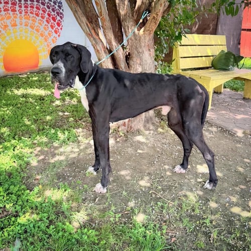 HANK - Great Dane available for adoption