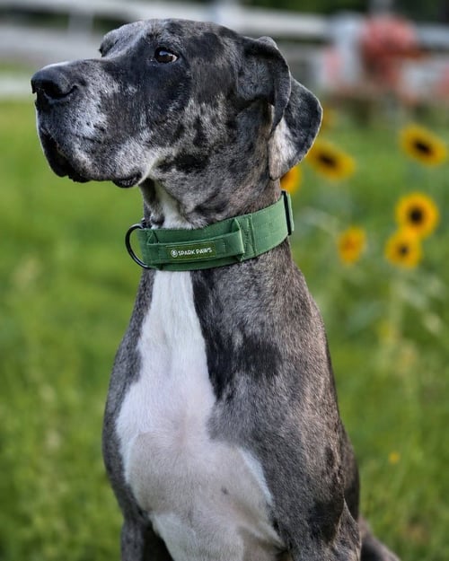 PEETA - Great Dane available for adoption