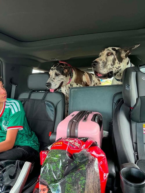 BRUNO DE MEXICO / ATHENA DE MEXICO - Great Dane available for adoption