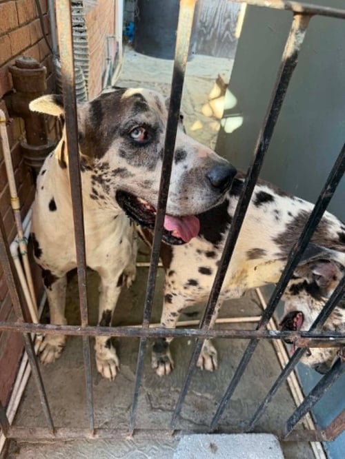 BRUNO DE MEXICO / ATHENA DE MEXICO - Great Dane available for adoption