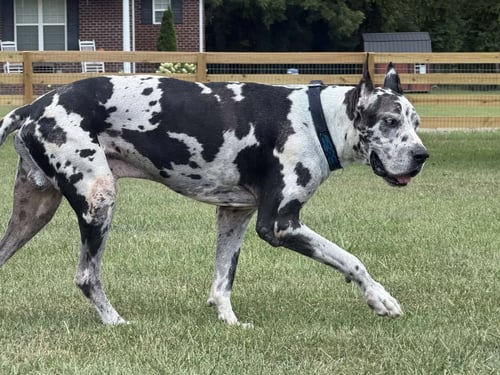 BRUNO DE MEXICO / ATHENA DE MEXICO - Great Dane available for adoption