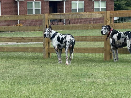 BRUNO DE MEXICO / ATHENA DE MEXICO - Great Dane available for adoption
