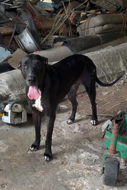 KATRINA - Great Dane available for adoption