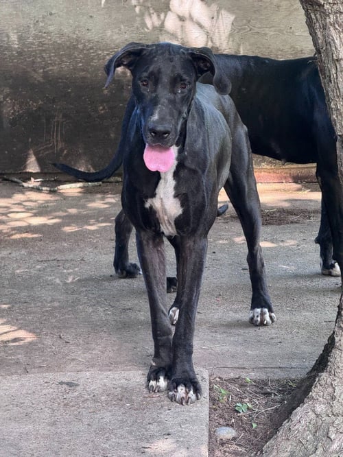 KATRINA - Great Dane available for adoption