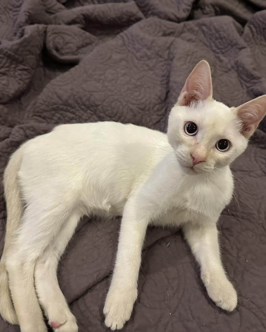 GHOST - Domestic Short Hair available for adoption