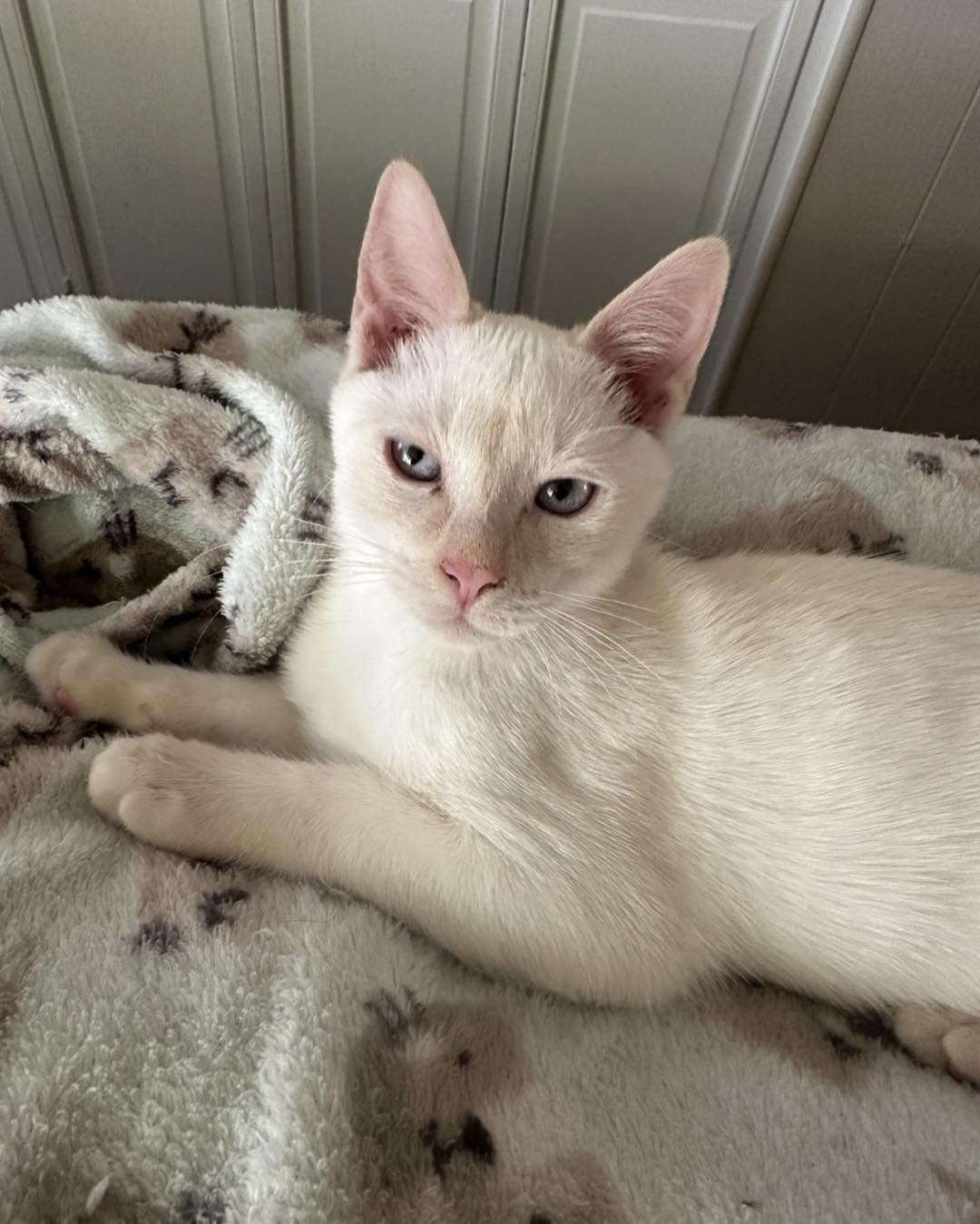 GHOST - Domestic Short Hair available for adoption