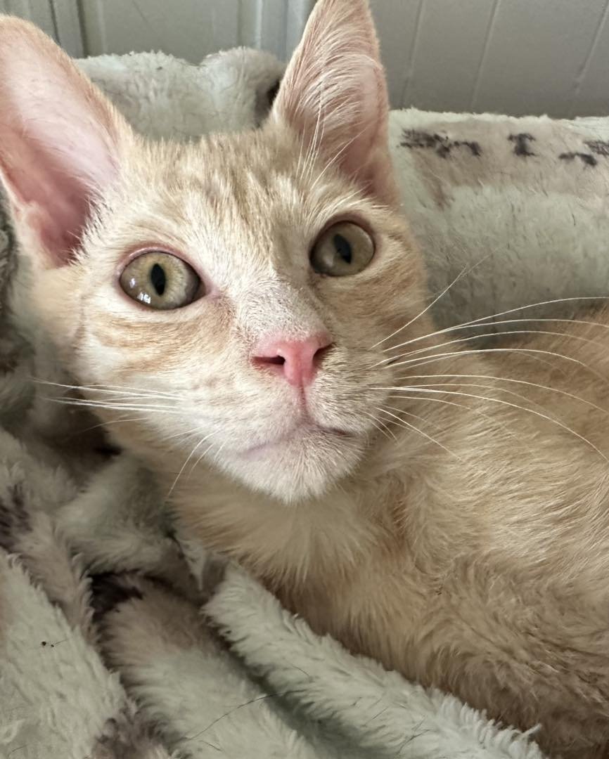 HASHBROWN - Domestic Short Hair available for adoption