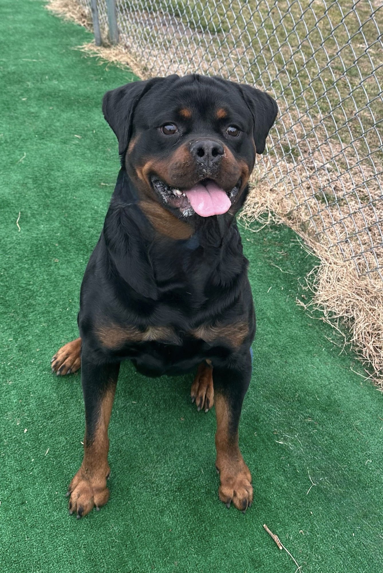 WeRescue - Adopt Chip: Rottweiler in Spring Lake, NJ