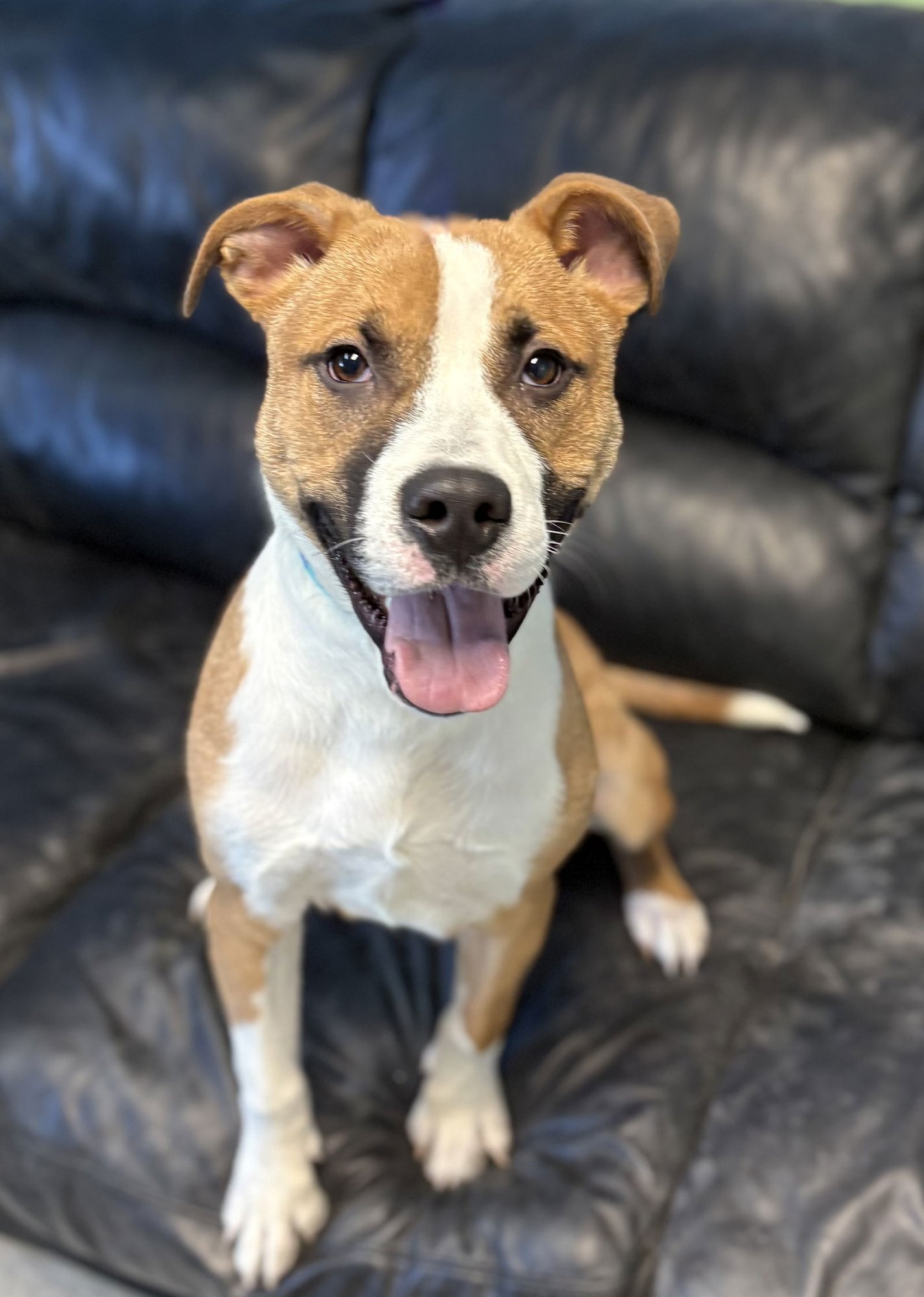 MONTANA - Unknown available for adoption