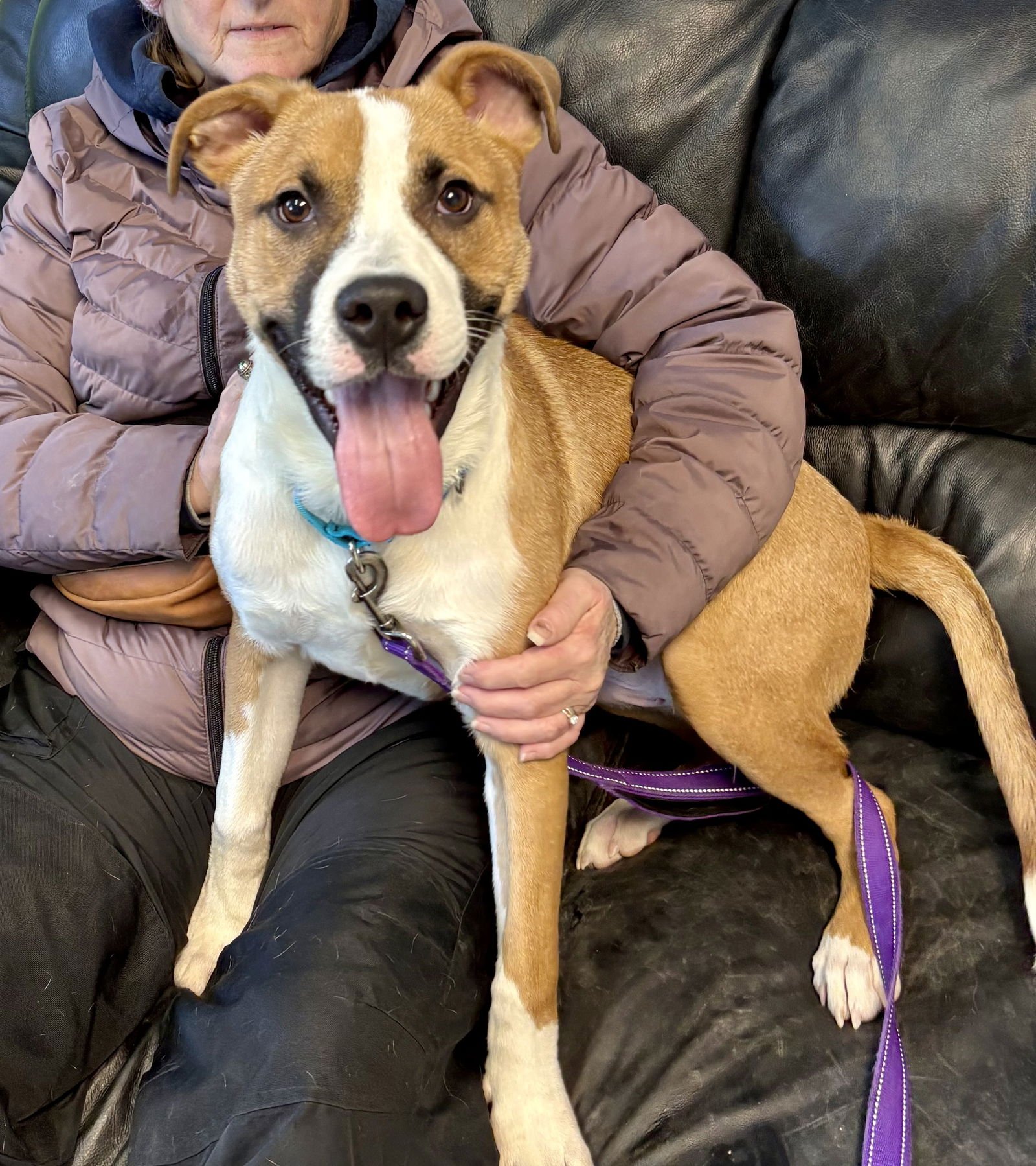 MONTANA - Unknown available for adoption