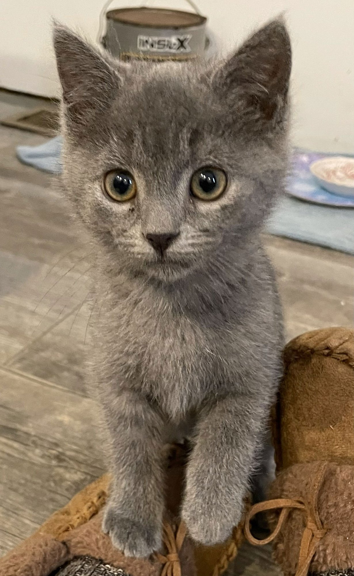 GILLIGAN - Domestic Short Hair available for adoption