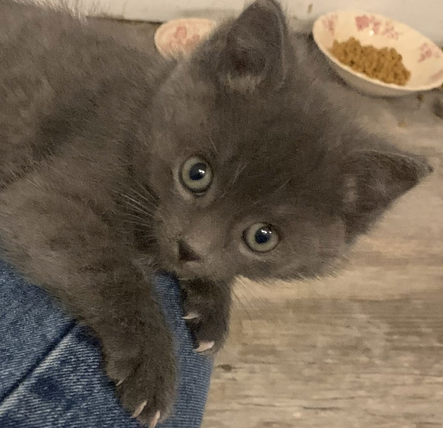 THURSTON - Domestic Short Hair available for adoption