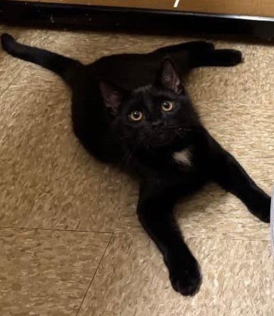 HARRY - Domestic Short Hair available for adoption