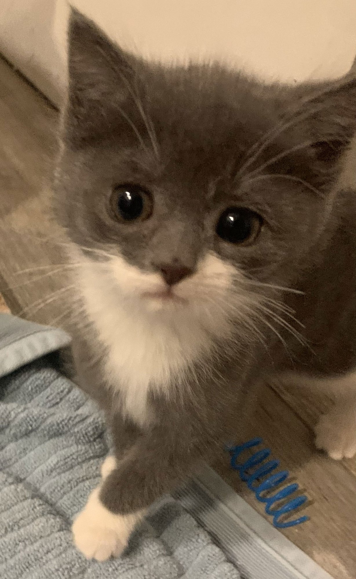 MARYANNE - Domestic Short Hair available for adoption