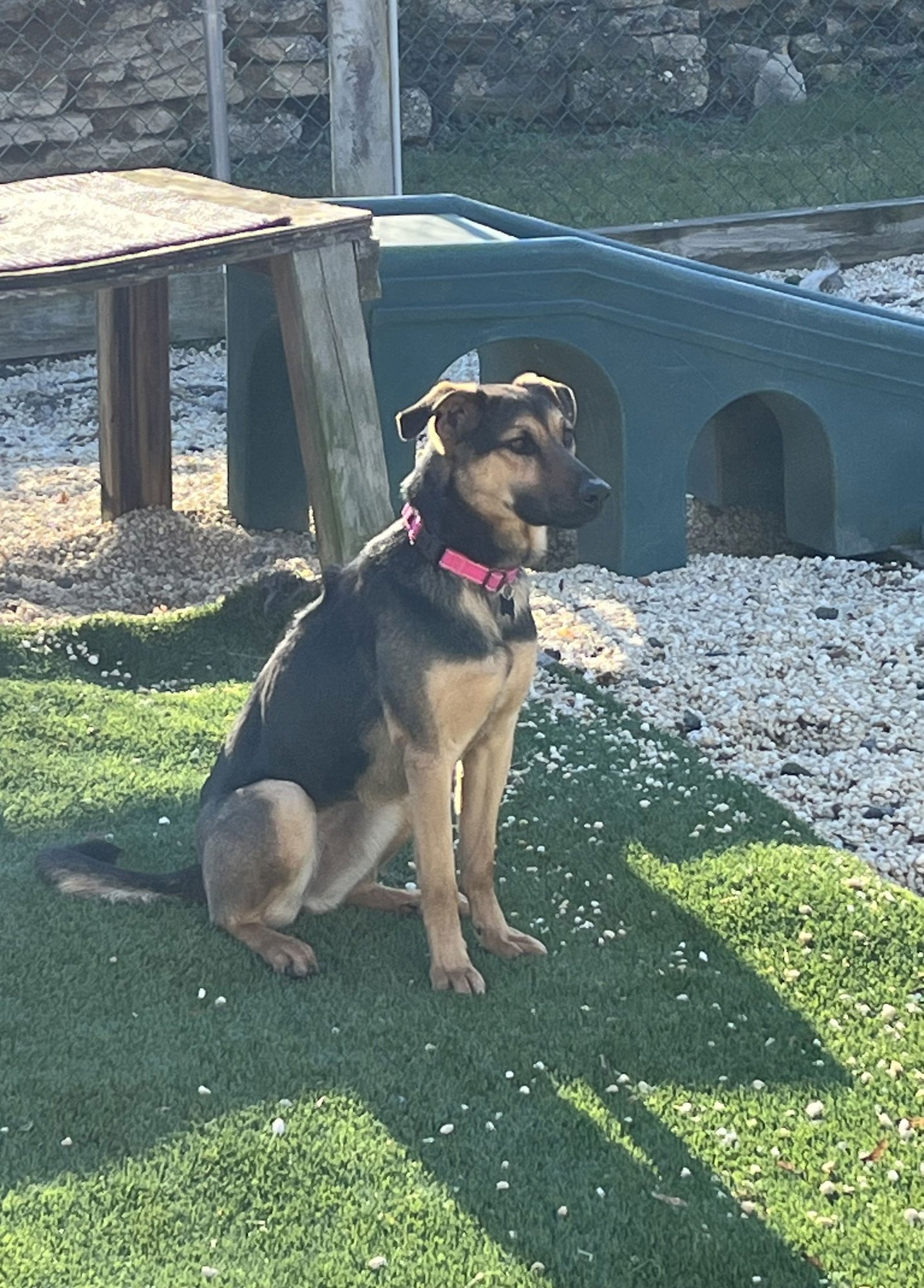 SWIRL - Shepherd available for adoption