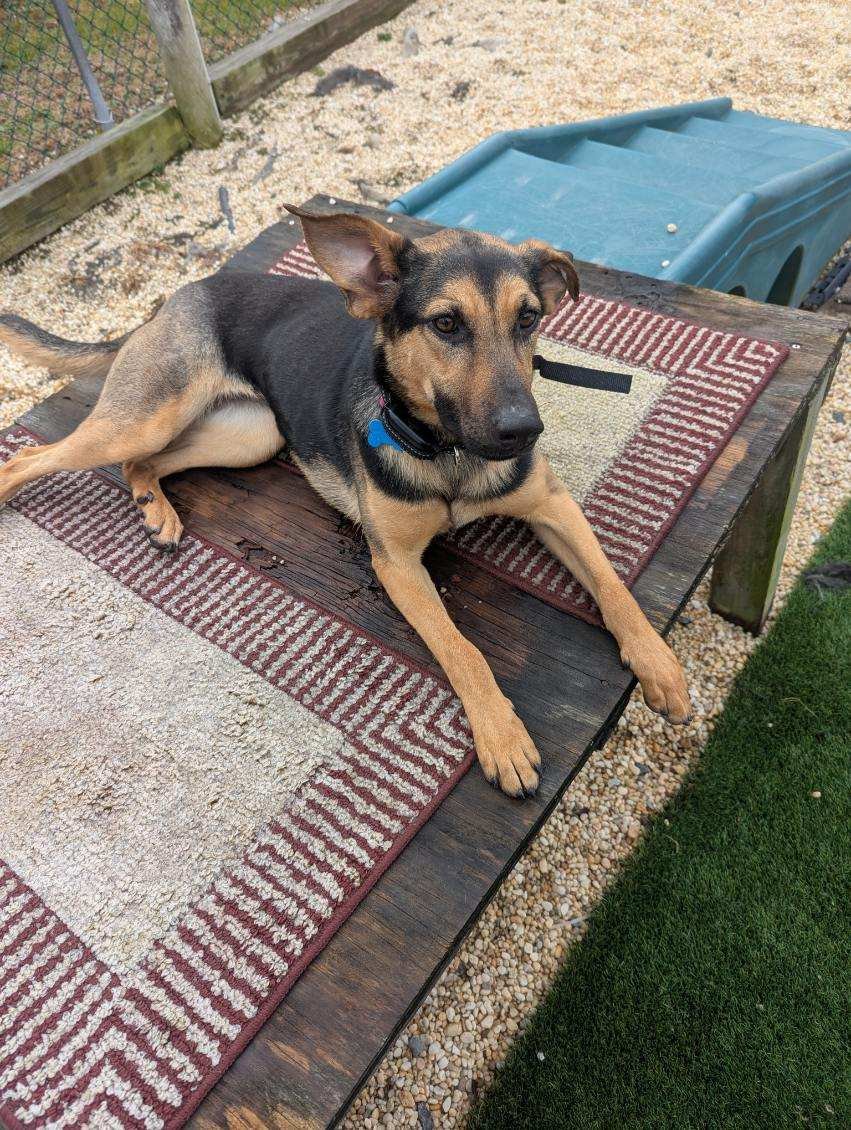 SWIRL - Shepherd available for adoption