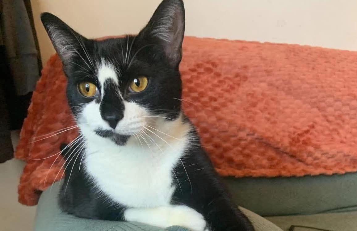 JUNIE - Domestic Short Hair available for adoption