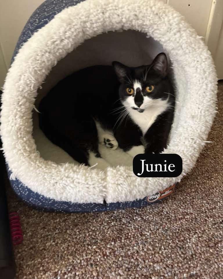JUNIE - Domestic Short Hair available for adoption
