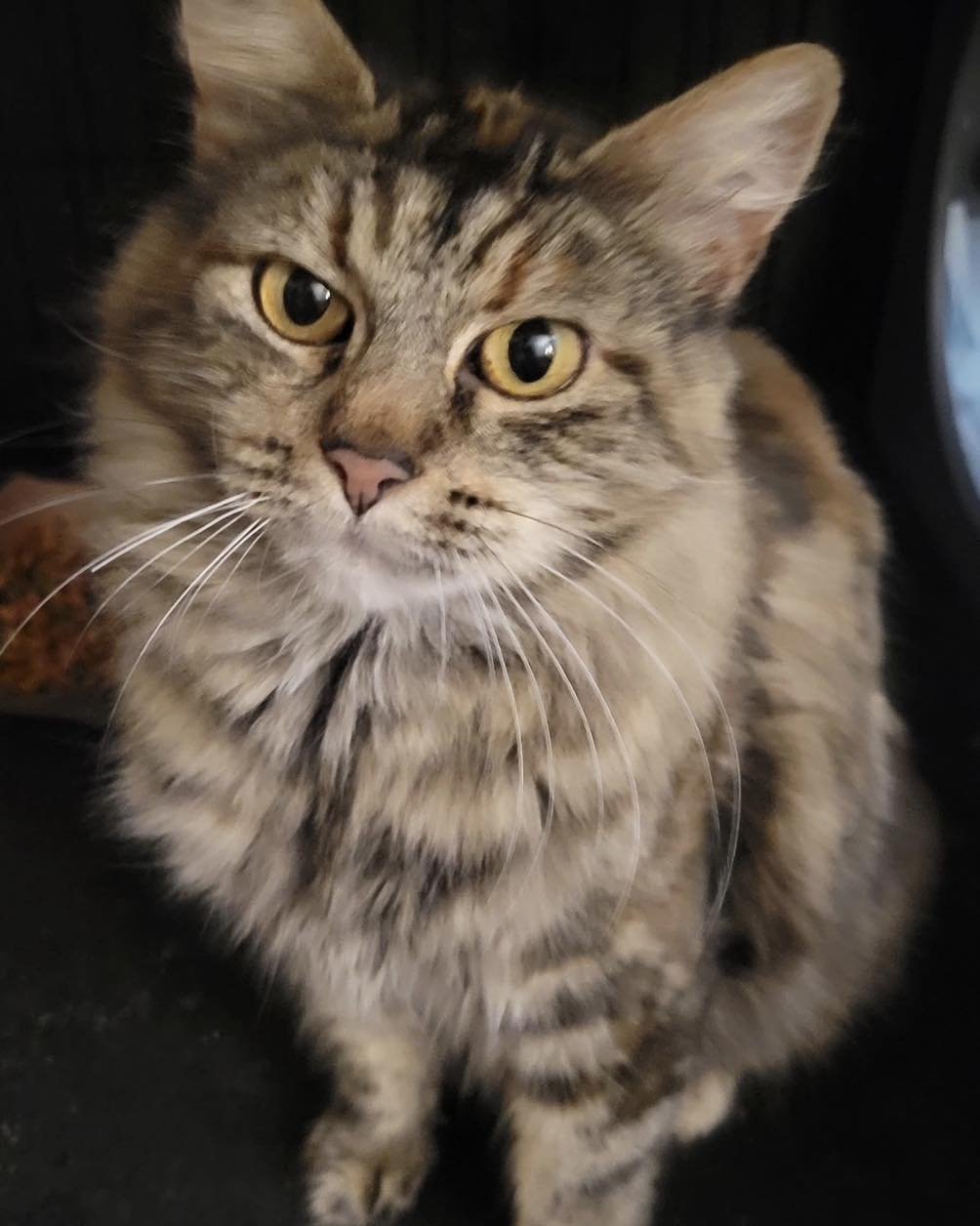 VIENNA - Domestic Short Hair available for adoption