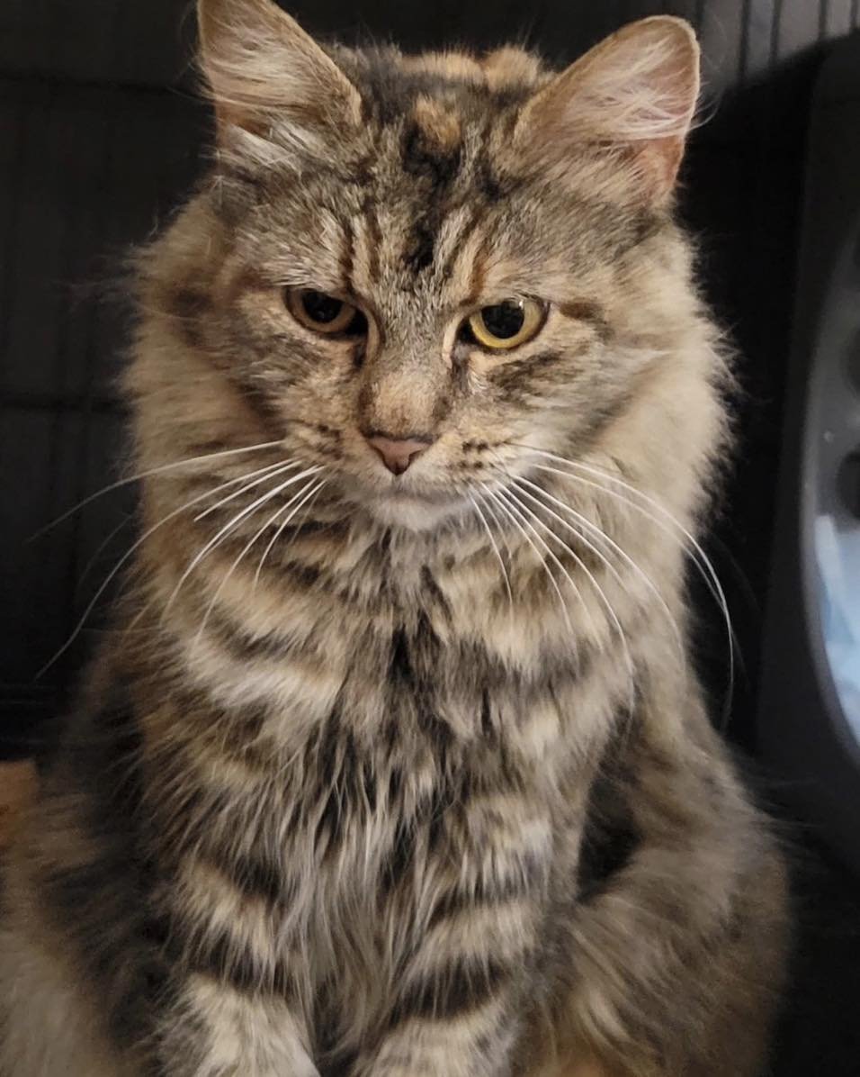 VIENNA - Domestic Short Hair available for adoption