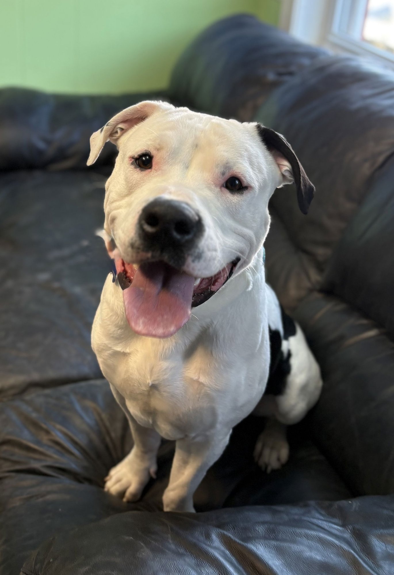 DOMINO - American Bulldog available for adoption