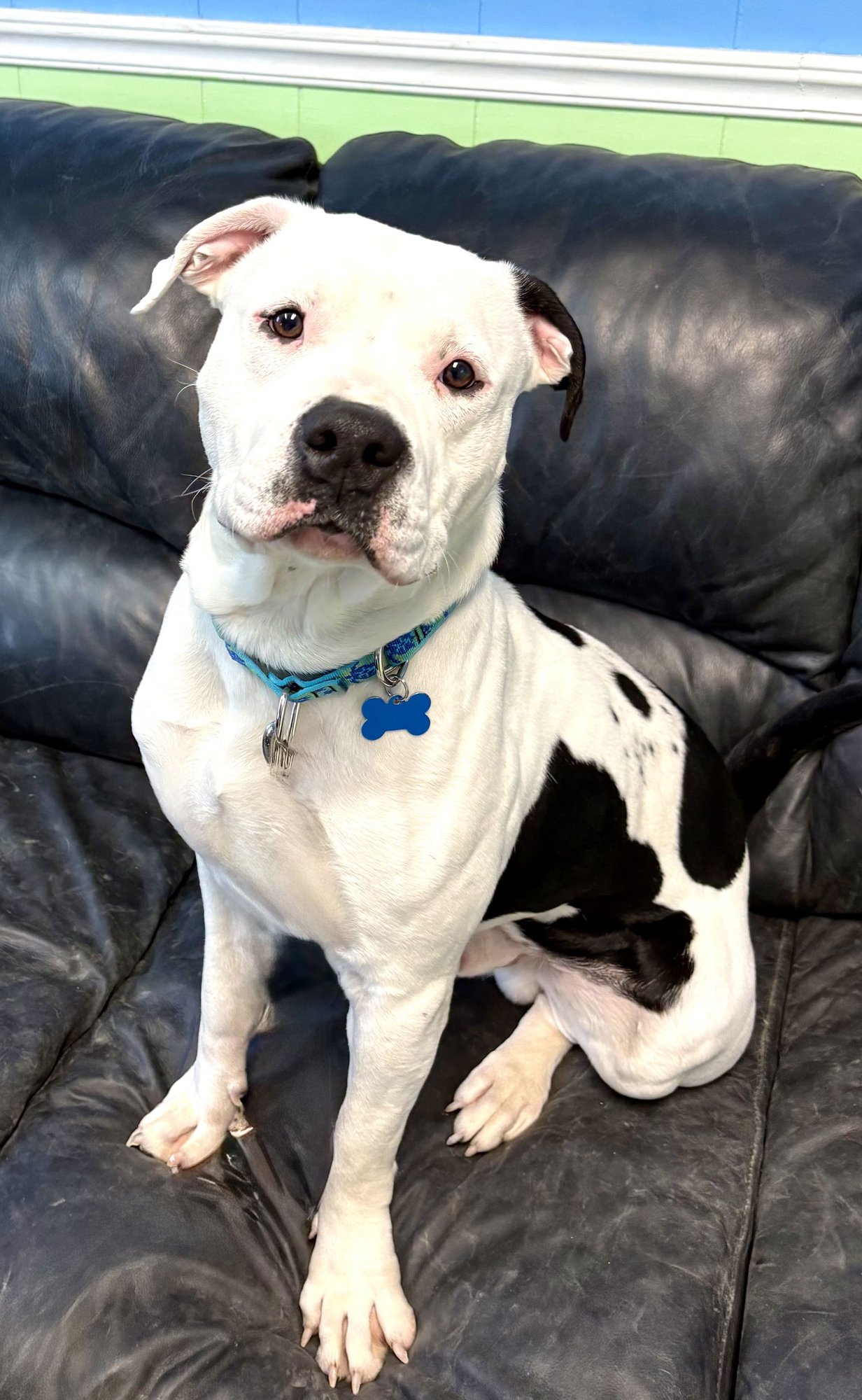 DOMINO - American Bulldog available for adoption