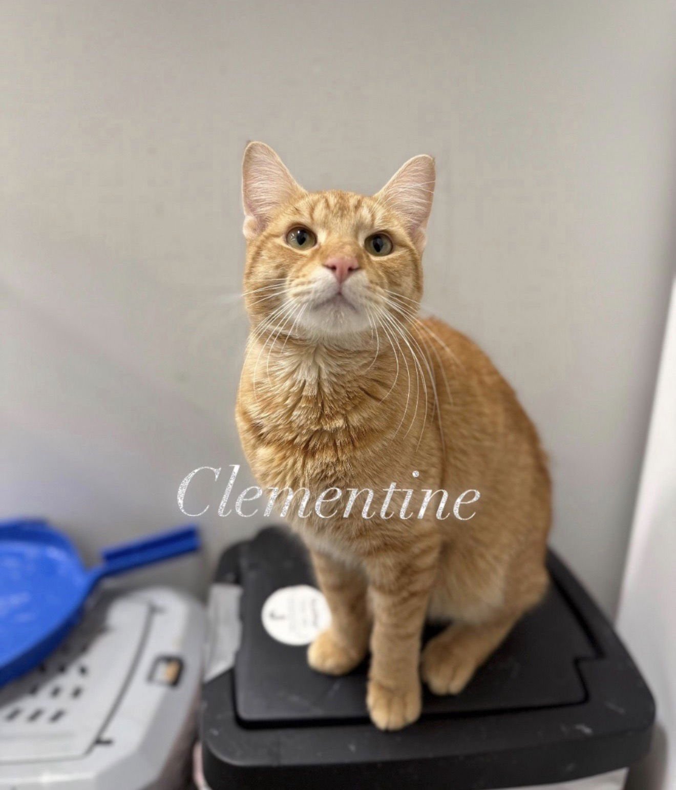 CLEMENTINE - Domestic Short Hair available for adoption