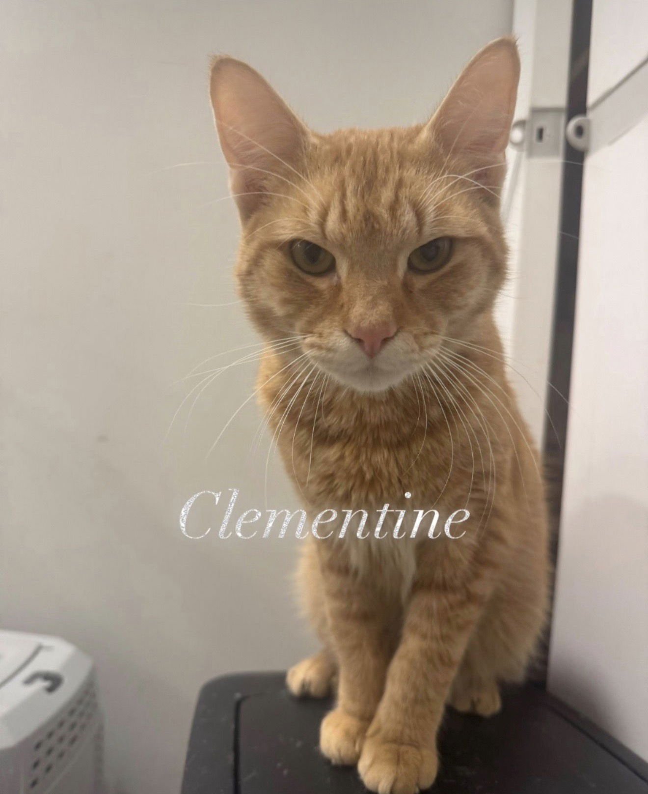 CLEMENTINE - Domestic Short Hair available for adoption