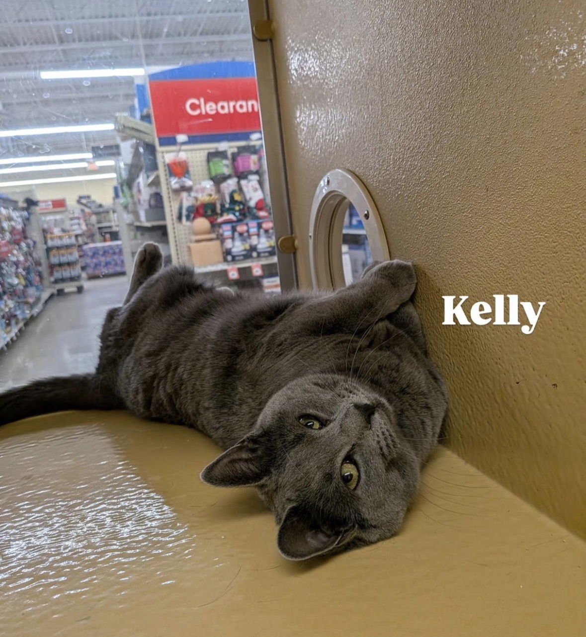 KELLY - Domestic Short Hair available for adoption